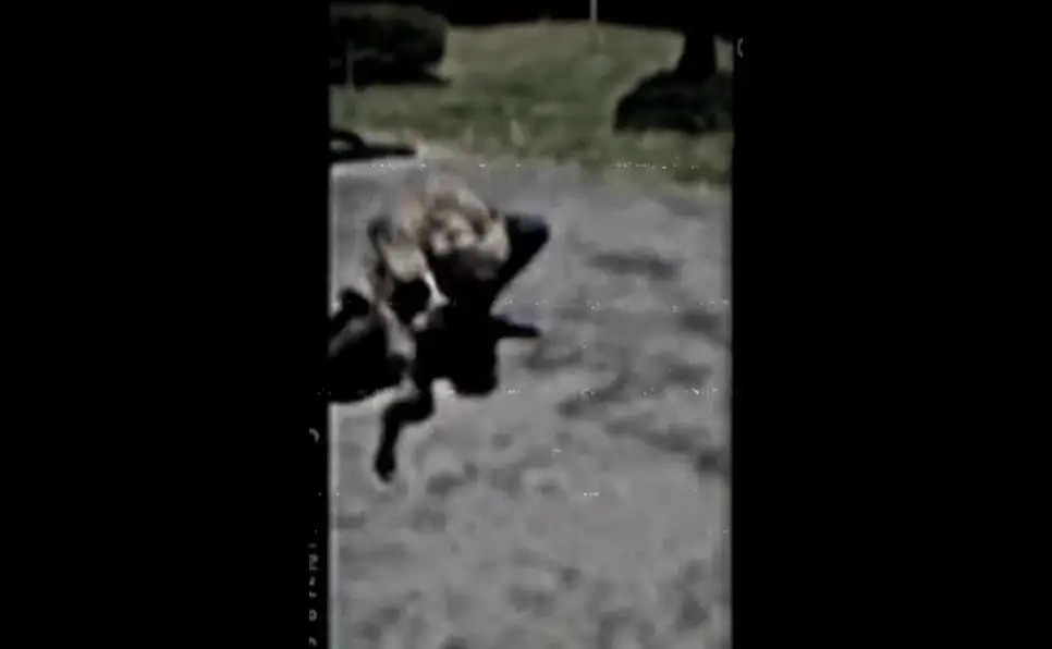 Real Zombie Caught on Live Feed? Viral Video Sparks Panic and Debunking